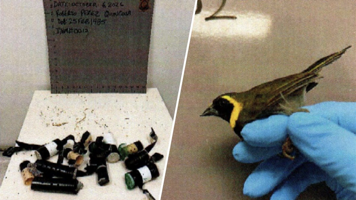 2nd man accused of trying to smuggle birds arrested at MIA this week – NBC 6 South Florida
