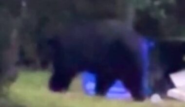 Huge bear spotted in Lockhart, resident promotes awareness