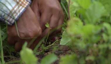 Backyard farming movement takes root in Central Florida