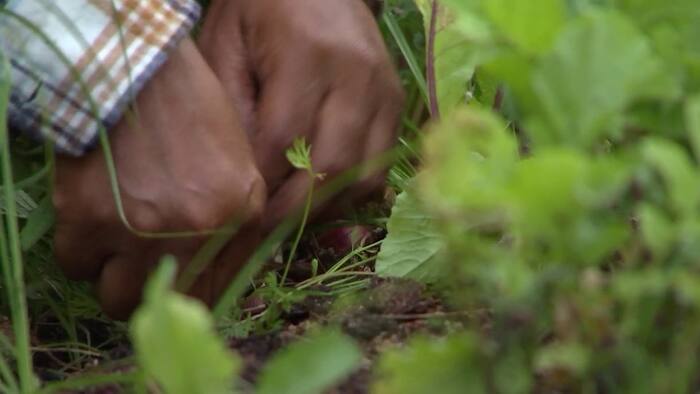 Backyard farming movement takes root in Central Florida