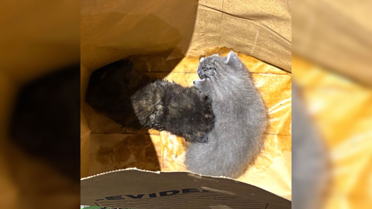 Kittens