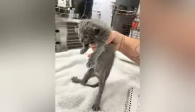 Kittens Buried Alive, Others Dead By Illegal Immigrant In Martin County, Sheriff Says | NewsRadio WFLA