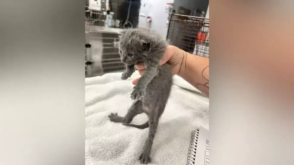 Kittens Buried Alive, Others Dead By Illegal Immigrant In Martin County, Sheriff Says