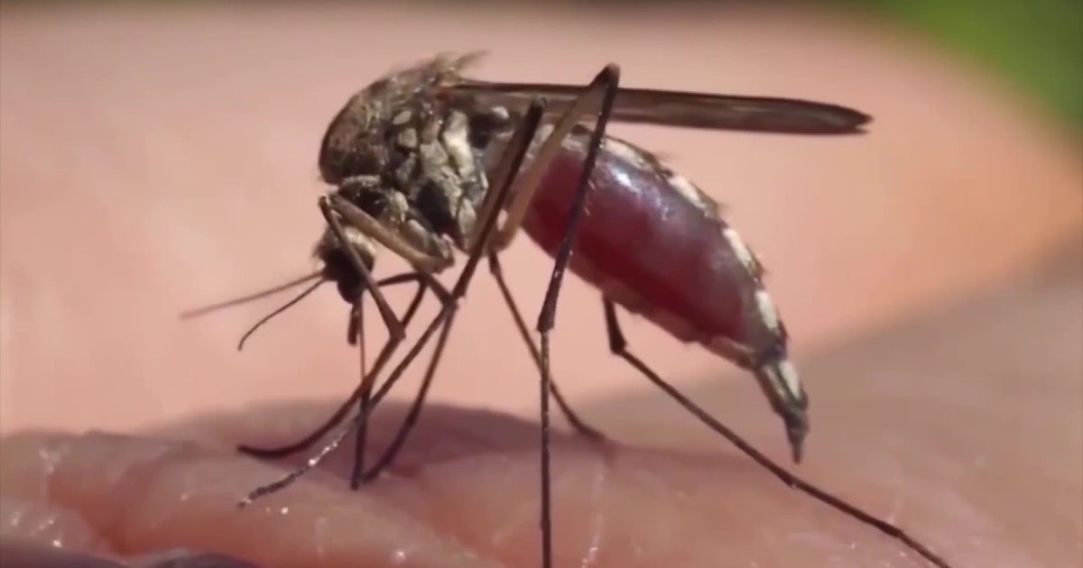 Clearwater man recovering from dengue fever warns others to take virus seriously
