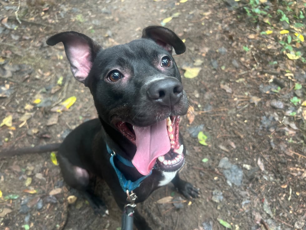 Midnight loves treats and toys and has been known to get an occasional case of the zoomies!