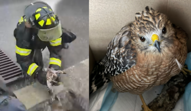 Hawk rescued from storm drain in Florida