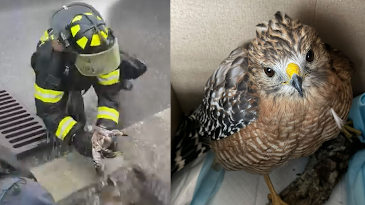 Hawk rescued from storm drain in Florida
