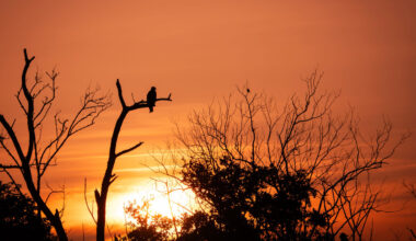 Best SW Florida reader photos include Cape, Coral, Sanibel, Fort Myers