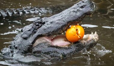 Gatorland's Gators, Ghosts and Goblins: High jinks return