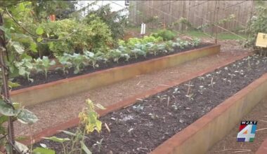 Jacksonville to consider ‘Free to Garden’ urban farming rules as bill heads to council