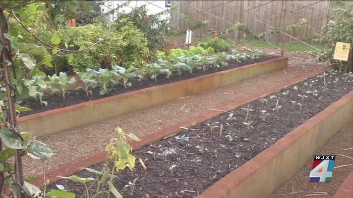Jacksonville to consider ‘Free to Garden’ urban farming rules as bill heads to council