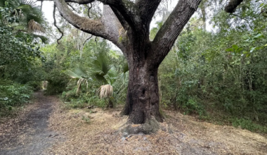 Here’s what to know about Florida’s notorious ‘Devil’s Tree’