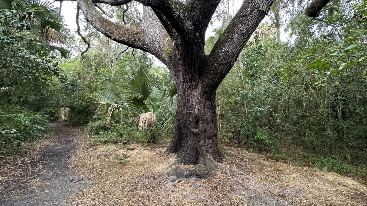 Here’s what to know about Florida’s notorious ‘Devil’s Tree’