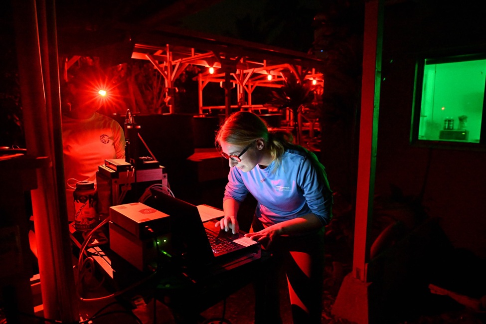 Corals, Hawaii, Lab, Researcher