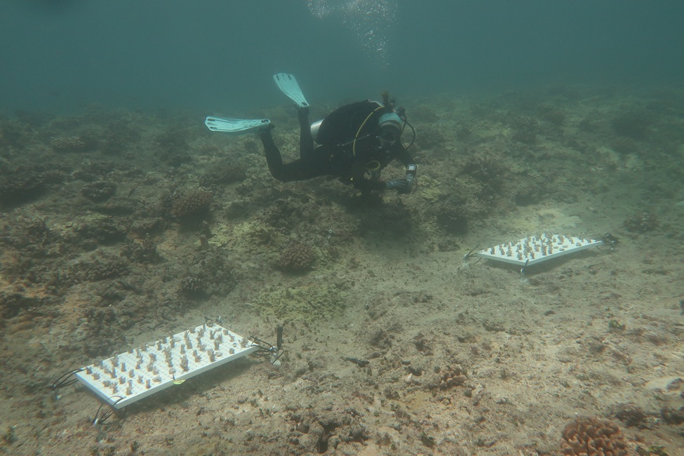Diver, Corals, Hawaii