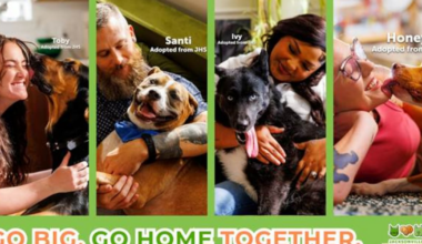 JHS seeks to boost adoptions for its largest shelter dogs