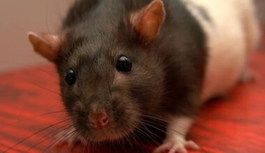 Roaches, rats and more: Health violations at 12 Central Florida eateries last week
