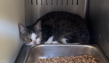 You can adopt a cat or dog for $5 at Orange County Animal Services. Here's how.