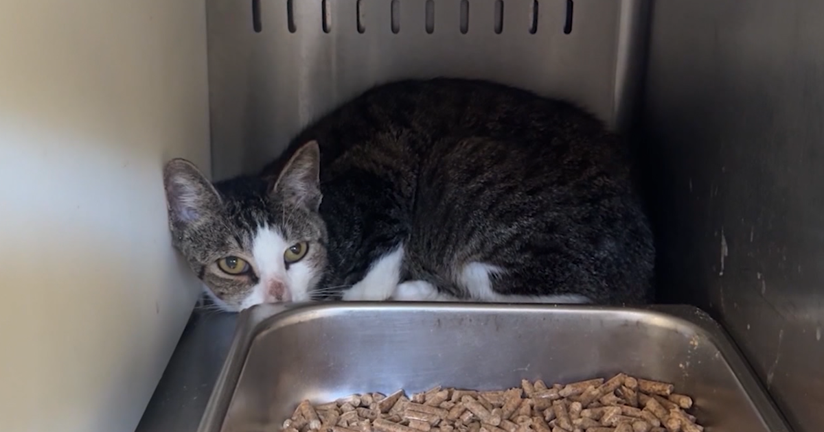 You can adopt a cat or dog for $5 at Orange County Animal Services. Here's how.