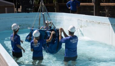 4 rescued manatees return to Florida to be released into the wild