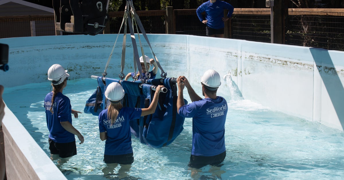 4 rescued manatees return to Florida to be released into the wild