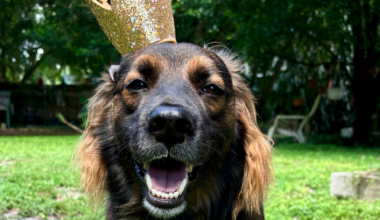 Tampa dive bar The Hub hosts 'Paw-loween' fundraiser for Mercy Full Project