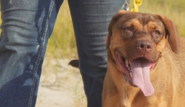Take your pick from these dogs and cats yearning for a home