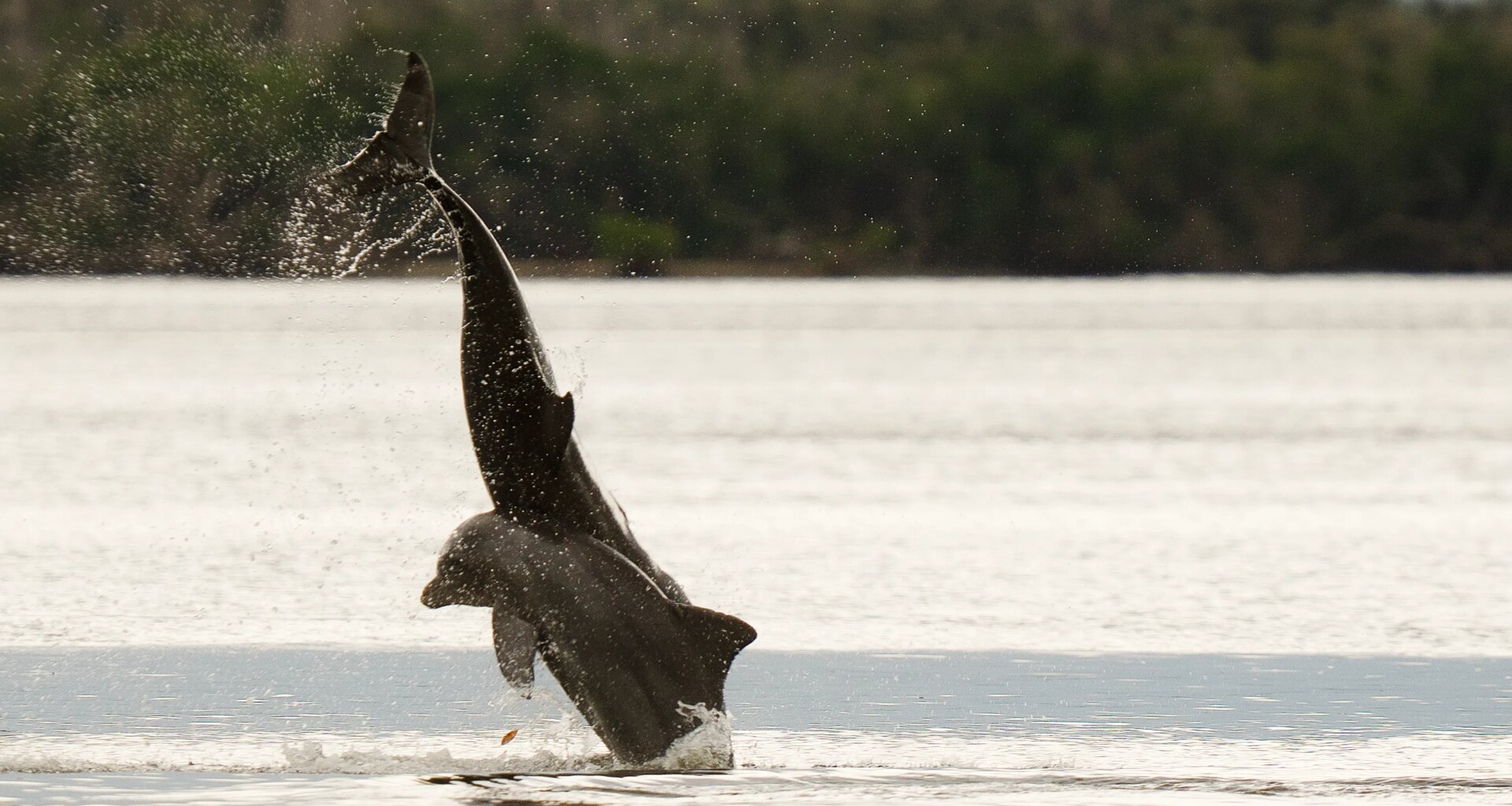 SW Florida: a look at some of the animals, birds, plants and reptiles