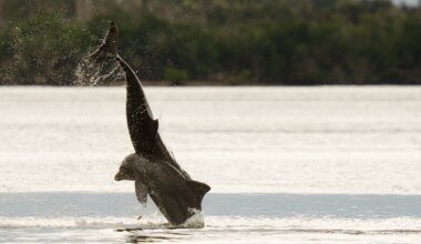 SW Florida: a look at some of the animals, birds, plants and reptiles