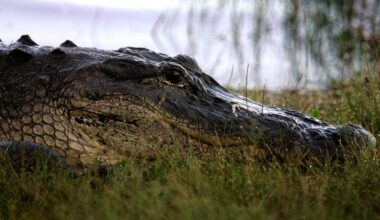 Alligator kills Florida man while he's fishing in second fatal attack this year