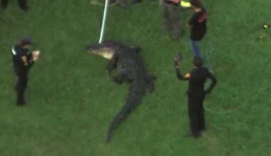 Alligator kills 71-year-old man in Winter Garden, Florida