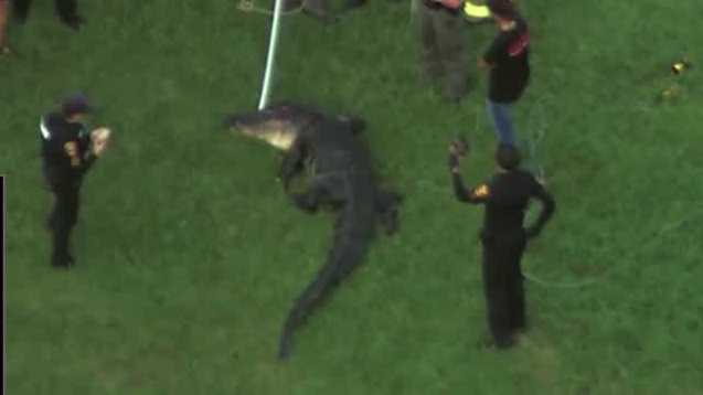 Alligator kills 71-year-old man in Winter Garden, Florida