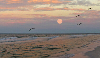 Best SW Florida reader photos include Naples, Fort Myers