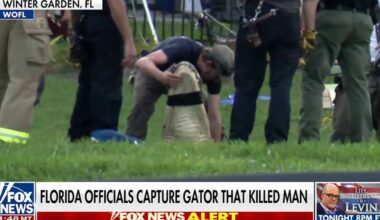 Florida officials capture and kill alligator after fatal attack