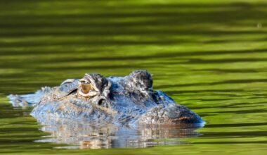 Man killed by alligator while fishing in Winter Garden