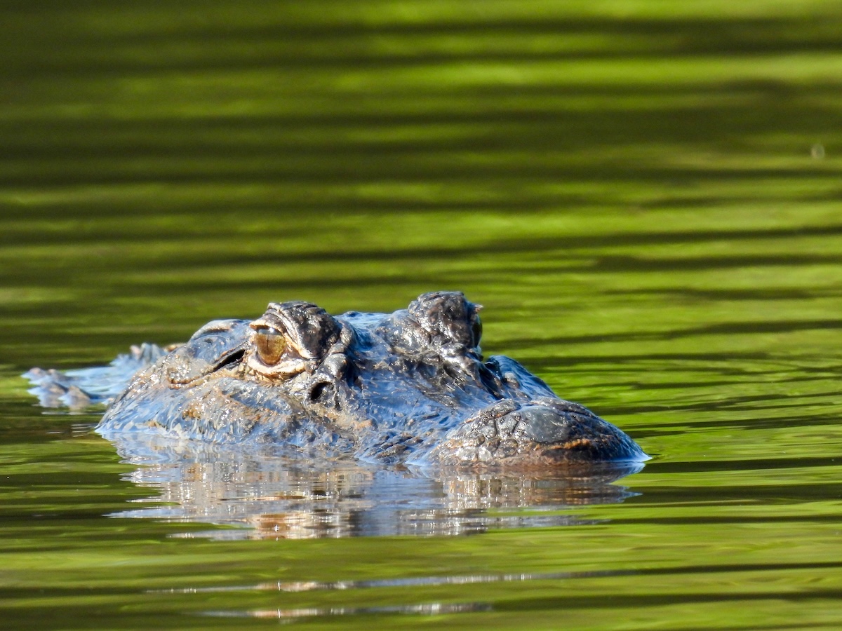 Man killed by alligator while fishing in Winter Garden