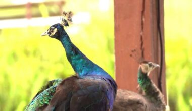 Casselberry residents divided over peacocks as city revisits bird sanctuary rules