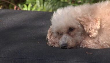 Dog cognitive decline treatment: USF Health develops new gene therapy