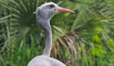 Beloved crane who played keyboards dies at Jacksonville Zoo at age 43