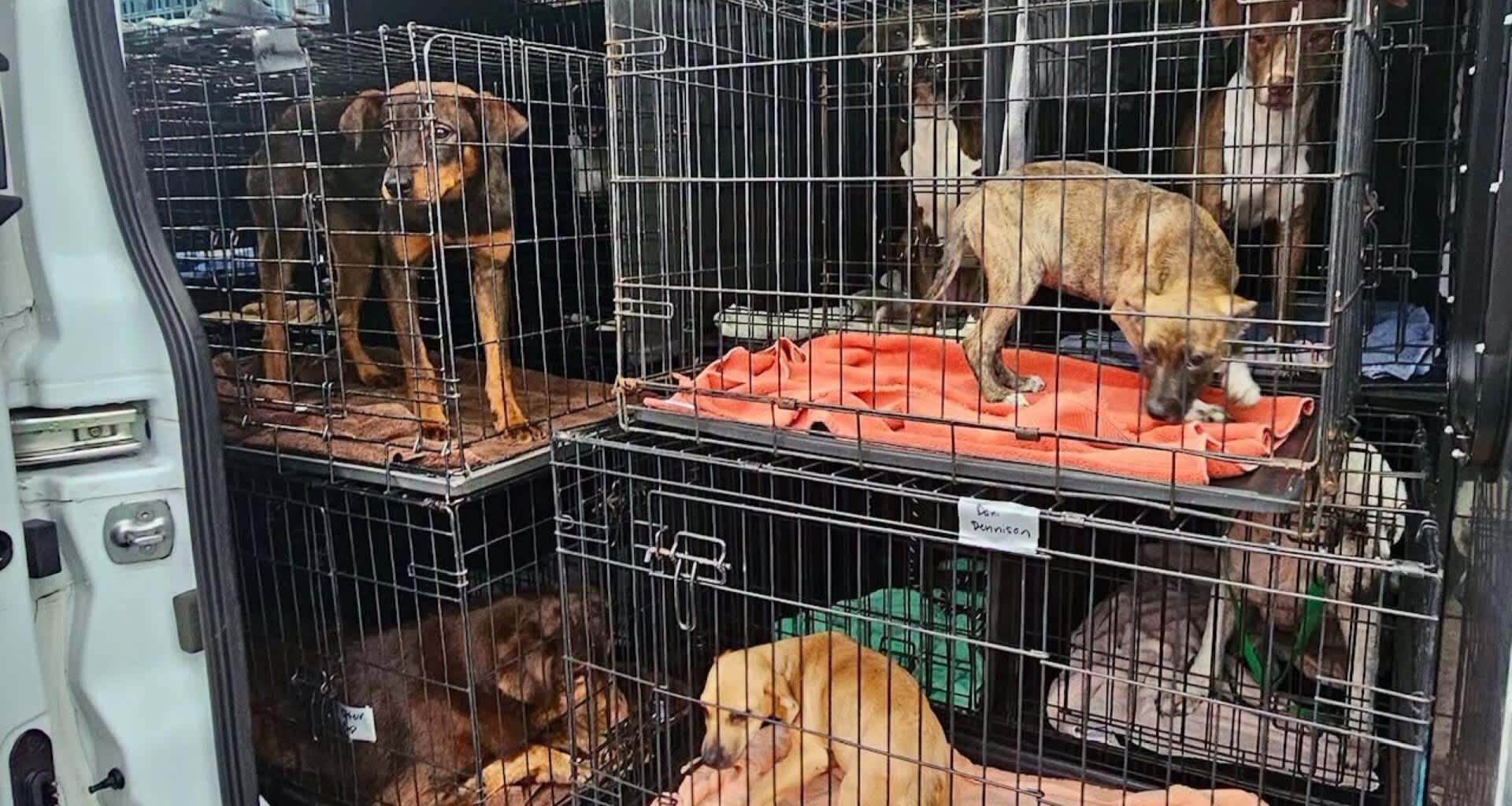 Dogs in cages.