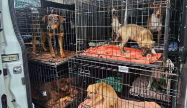 Dogs in cages.