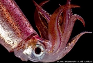 Squid