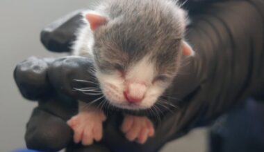 2 cited after 124 living and deceased cats removed from ‘unsanitary’ Florida home: Police