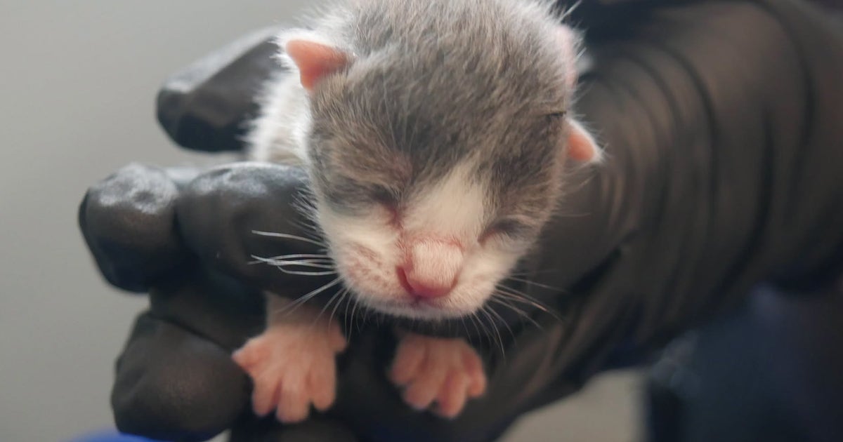 2 cited after 124 living and deceased cats removed from ‘unsanitary’ Florida home: Police