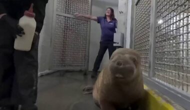 From Alaska beach to Orlando: Rescued walrus calf finds home at SeaWorld