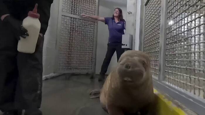 From Alaska beach to Orlando: Rescued walrus calf finds home at SeaWorld