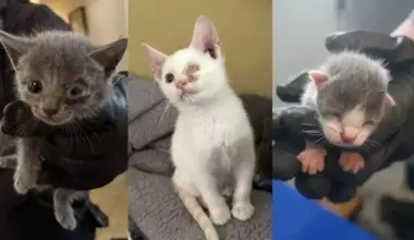 Animal Hoarding: 124 Cats Dead & Alive Are Removed From Home In Port St. Lucie | 1290 WJNO