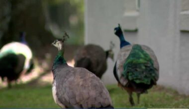 Casselberry rethinks peacock protections amid property damage complaints