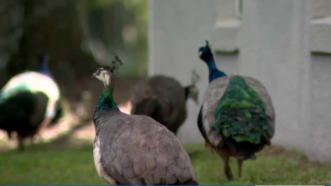 Casselberry rethinks peacock protections amid property damage complaints
