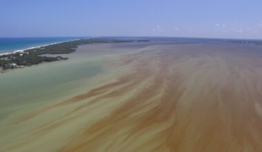 FAU Receives $1.3M NOAA Grant to Address Harmful Algal Blooms